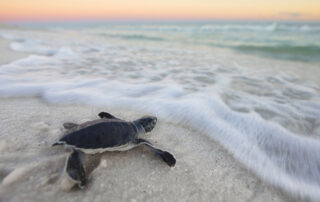 Sea Turtle Safety on 30A